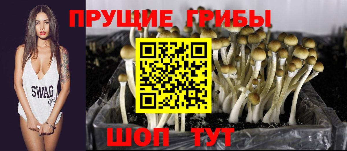 Азнакаево  Галлюциногенные грибы Psilocybine cubensis  Вход с VPN 